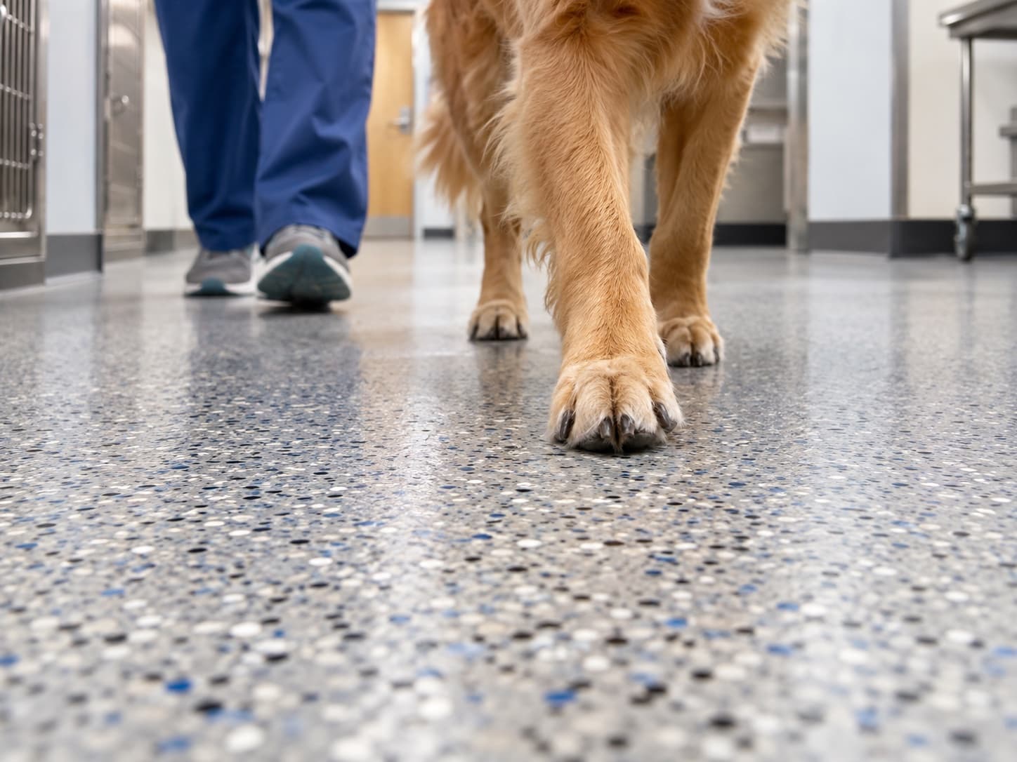 Dog standing on a textured seamless clinic floor